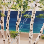 Birken in der Kieler Bucht